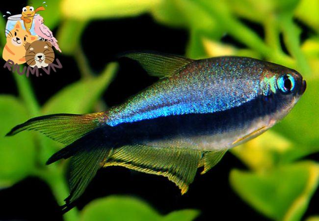 Cá Neon Hoàng Đế: Đặc điểm và Cách chăm sóc