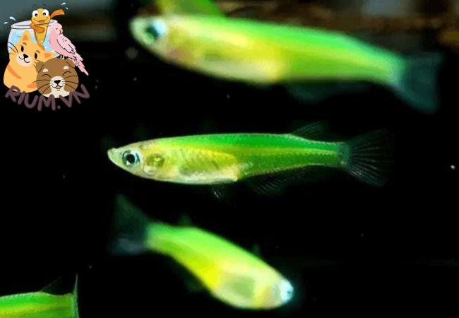Cá Neon: Bí quyết nuôi cá đẹp mắt và giá mua bán