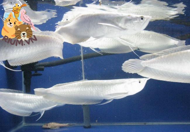 Cá Rồng Ngân Albino: Đặc điểm và kỹ thuật nuôi siêu đẹp