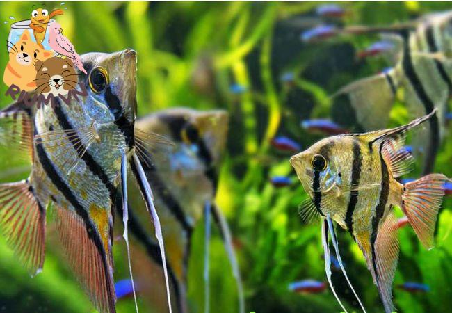 Cá thần tiên – Loài cá đẹp tựa tiên sa có dữ không?