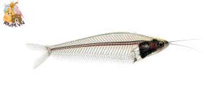 Ghost Glass Catfish (Kryptopterus vitreolus) – Hướng Dẫn Chi Tiết Cách Chăm Sóc, Chế Độ Ăn Và Nuôi - hồ sơ