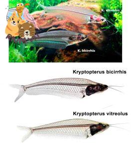 Sự khác biệt giữa cá da trơn ma kính (Kryptopterus vitreolus) và kryptopterus bicirrhis