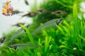 Ghost Glass Catfish (Kryptopterus vitreolus) – Hướng dẫn chi tiết Chăm sóc, Chế độ ăn và Sinh sản trên thực vật