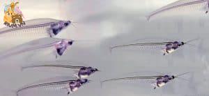 Ghost Glass Catfish (Kryptopterus vitreolus) – Hướng Dẫn Chi Tiết Cách Chăm Sóc, Chế Độ Ăn Và Nuôi - nhóm