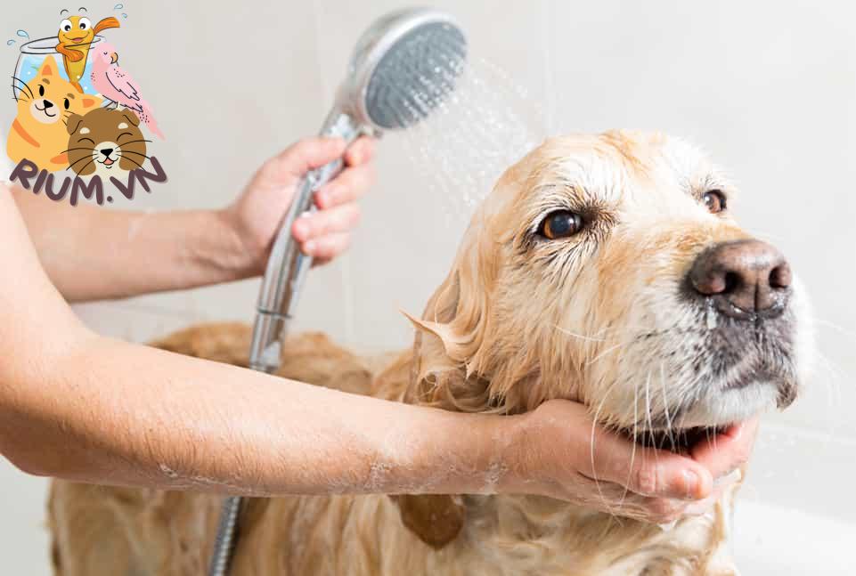 Tại sao chó hành vi khác thường sau khi tắm?