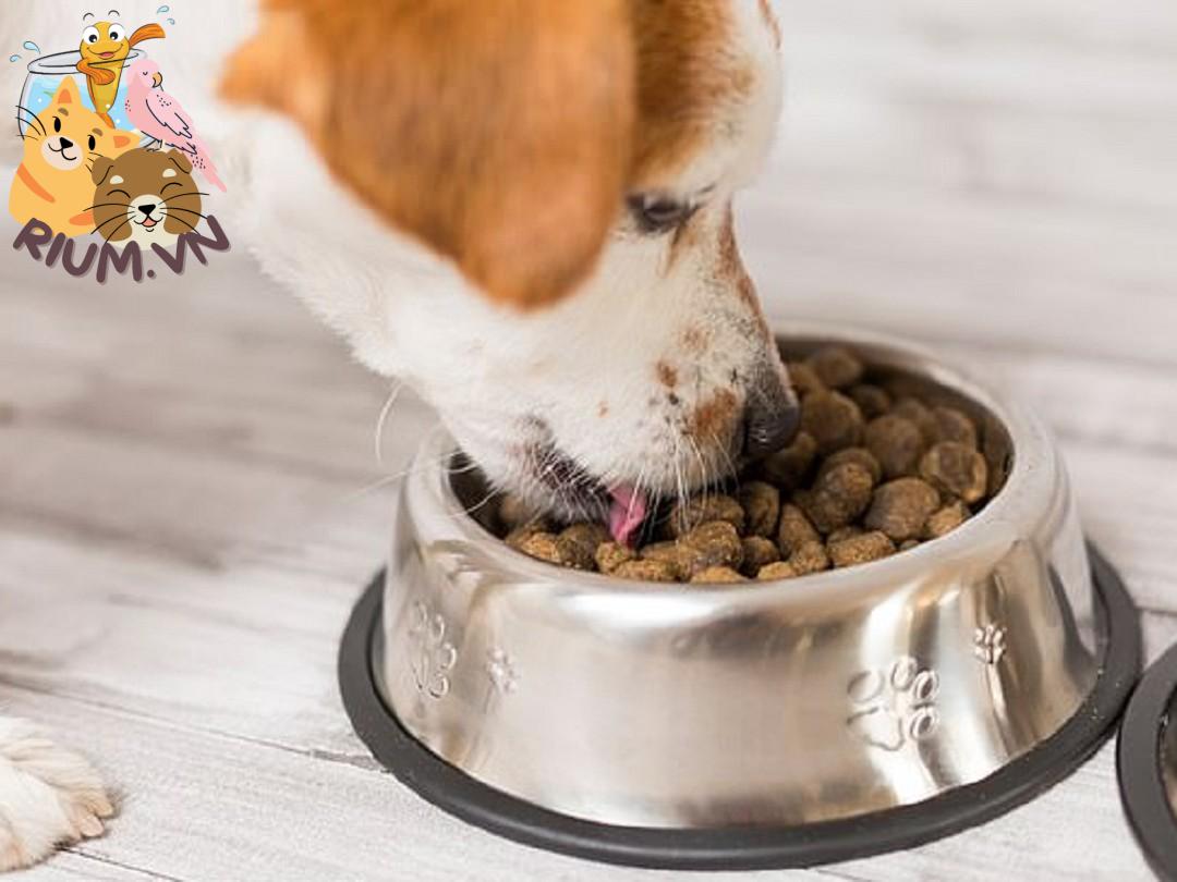 Hướng dẫn cách sử dụng thức ăn khô cho chó