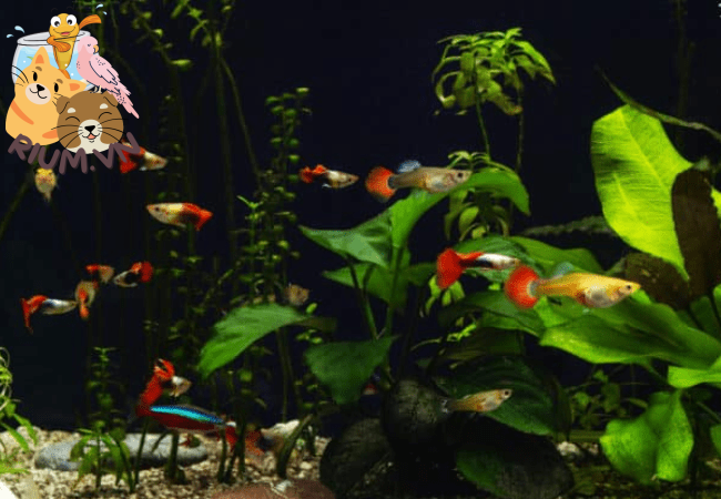 Những loại cá bảy màu đẹp nhất bạn nên biết