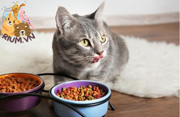 Cách bảo quản thức ăn cho mèo