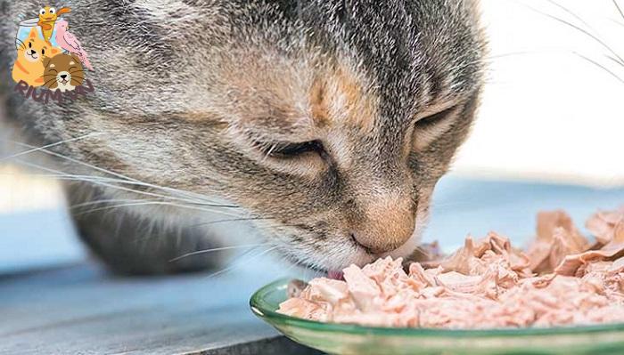 Cung cấp thực phẩm giàu dưỡng chất cho mèo