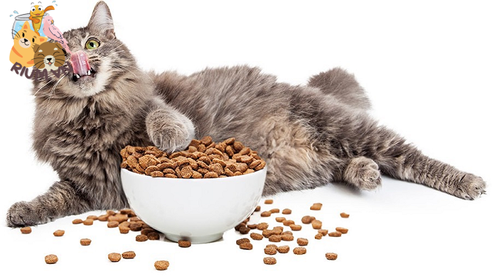 Thực phẩm cần thiết chăm sóc mèo đẻ
