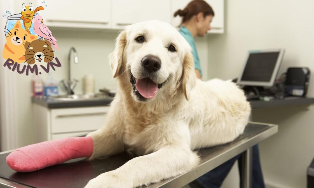 Chó gặp chấn thương chân - Nguyên nhân và cách phòng tránh