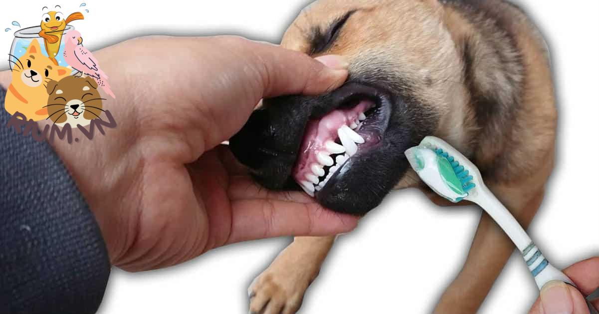 Cách làm kem đánh răng cho chó dễ dàng tại nhà