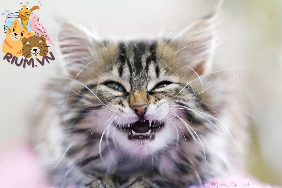 Cách Chăm Sóc Răng Miệng cho Mèo để Giữ Cho Răng Răng Sạch Sẽ