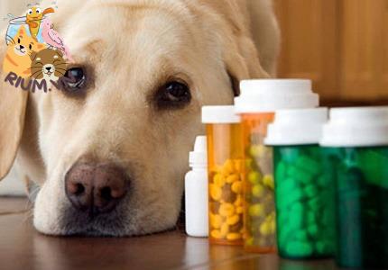 Tác dụng phụ của kháng sinh đối với chó
