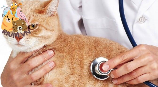 Đưa mèo đến bác sĩ thú y: Một trải nghiệm đầu tiên