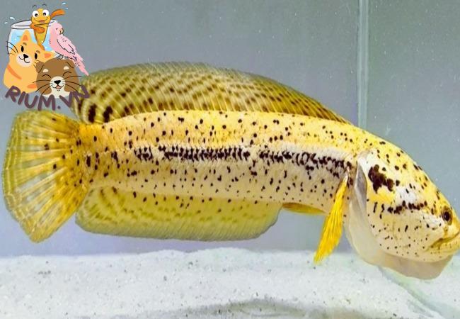 Cá Lóc Channa Bankanensis – Loài cá kiểng đẹp đến từ Indonesia