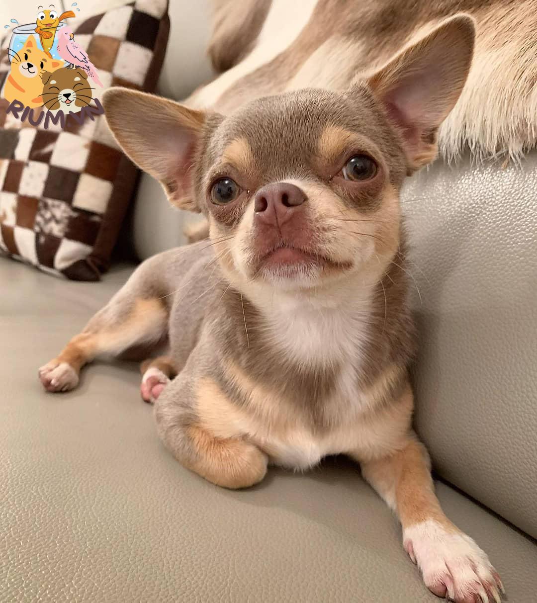 Chihuahua55