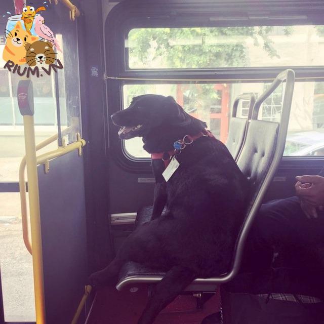 Cách vận chuyển chó đi xa bằng xe buýt