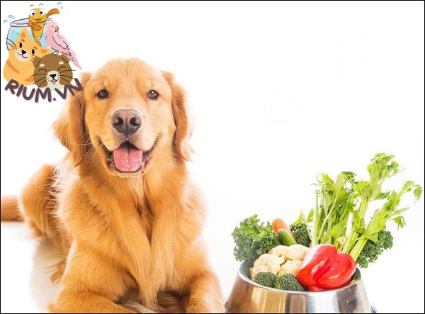30 loại thực phẩm đe dọa sức khỏe chó không lường trước