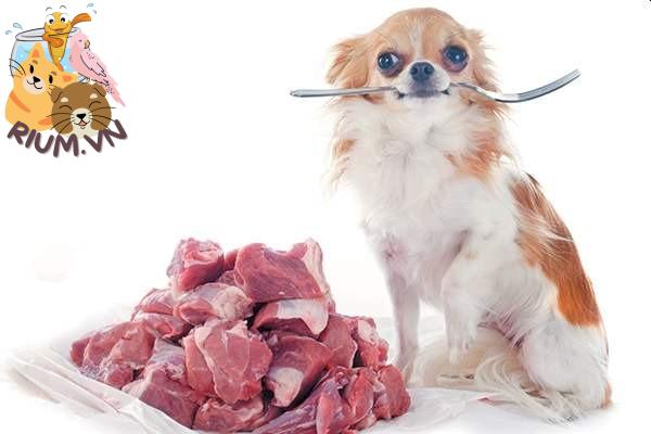 Chó có nên ăn thức ăn sống không?