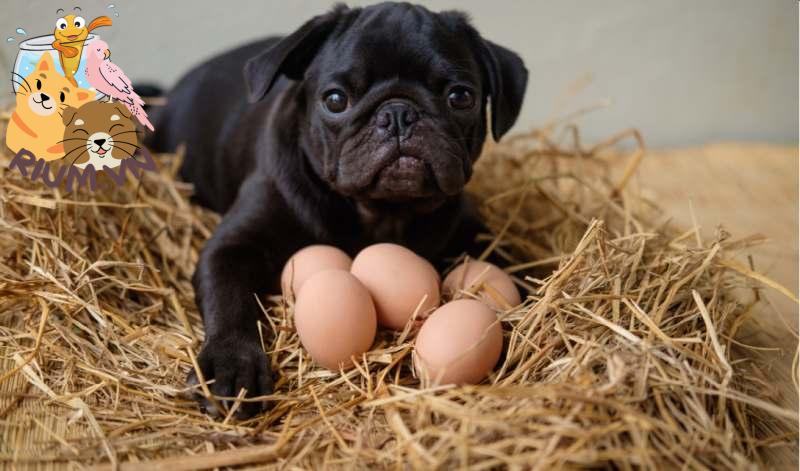 Cho chó ăn trứng gà sống – Có nguy hiểm không?