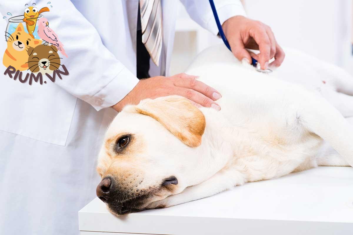 Chó mắc bệnh hạch ở cổ có phải là ung thư không?