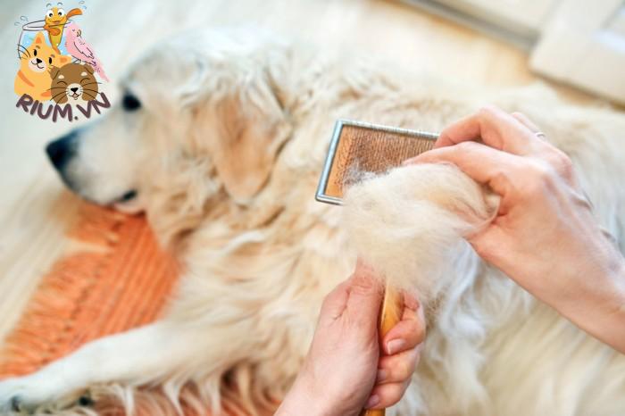 Chó rụng lông: Nguyên nhân và cách trị rụng lông cho chó