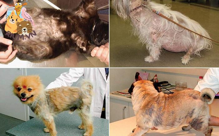 Chó rụng lông do bị nhiễm ký sinh trùng
