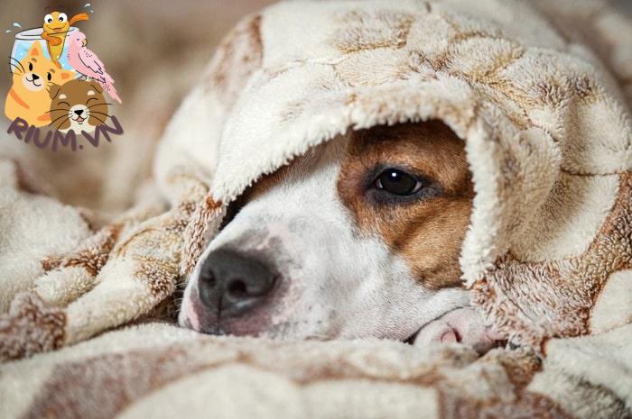 Điều trị chó đang bị cảm lạnh bằng phương pháp dùng thuốc