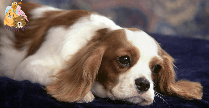 Chó bị viêm dạ dày – ruột: Nhận biết, Điều trị và Những thông tin cần biết