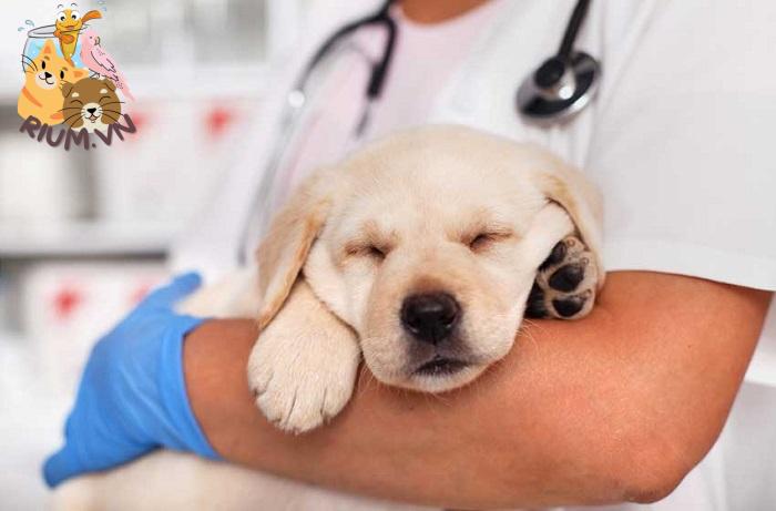 Cách điều trị chó viêm phế quản