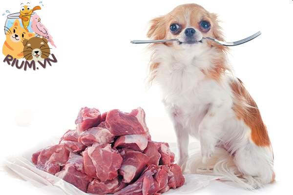 Những rủi ro tiềm ẩn khi cho chó ăn thức ăn tươi sống