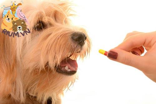 Chó uống thuốc tẩy giun