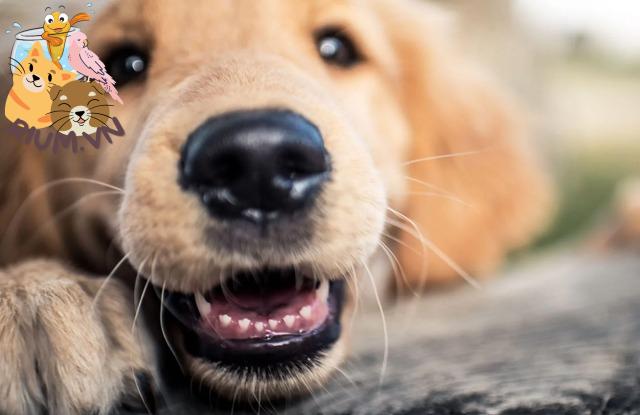 Tìm hiểu về quá trình mọc răng của chó
