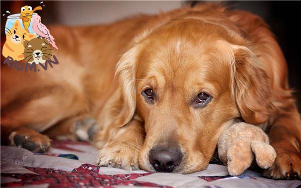 Nhận biết những dấu hiệu và triệu chứng khi chó sắp chết
