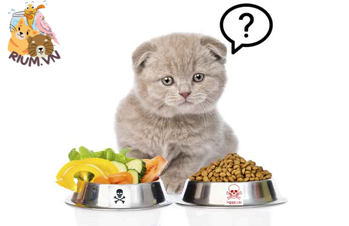 Cho Mèo Ăn Gì Để Tăng Cân Nhanh và Đảm Bảo Sức Khỏe?