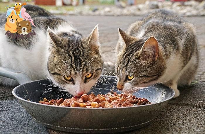 Cho mèo ăn đủ thịt các loại cho nhanh béo