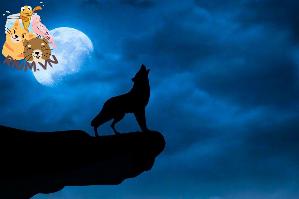 Tìm hiểu ý nghĩa của tiếng gầm của sói