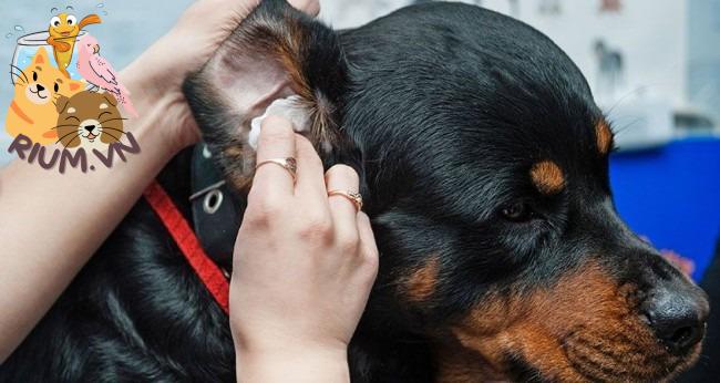 Khử mùi hôi của chó: Bạn đã biết tuyến hôi của chó nằm ở đâu?