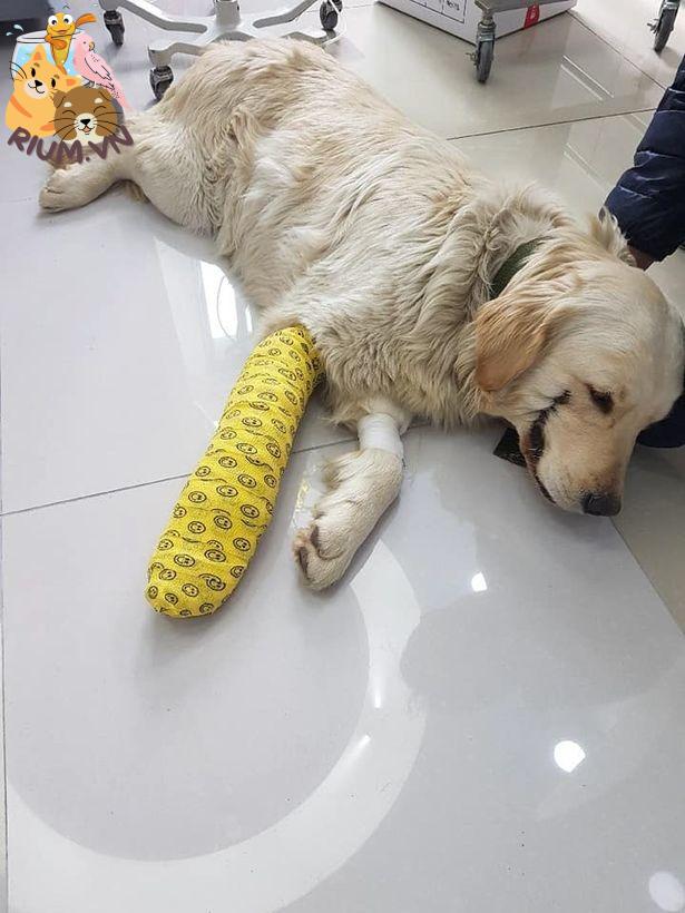 Cách điều trị khi chó bị trật khớp xương bánh chè?