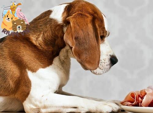 Chăm sóc chó: Cho chó ăn dăm bông và thịt nguội đúng cách