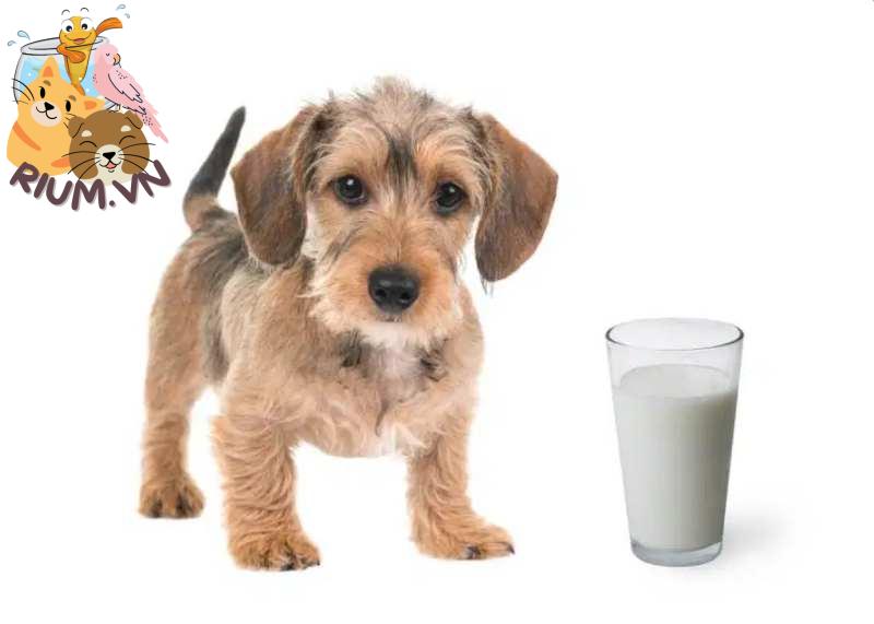 Có nên cho chó con uống sữa bò không?
