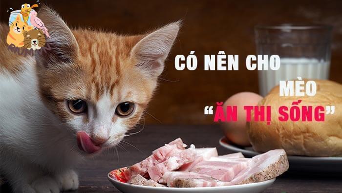 Có nên cho Mèo ăn thịt sống không?
