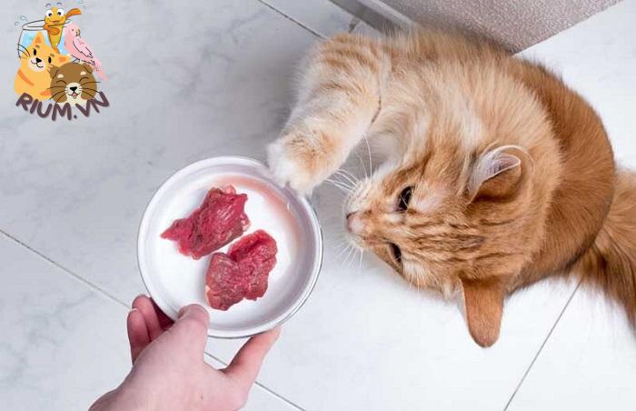 Lợi ích khi cho mèo ăn thịt sống