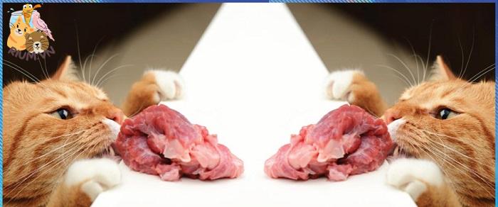 Cách cho mèo ăn thịt an toàn