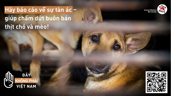 FOUR PAWS công bố báo cáo nạn buôn bán thịt chó mèo ở Việt Nam