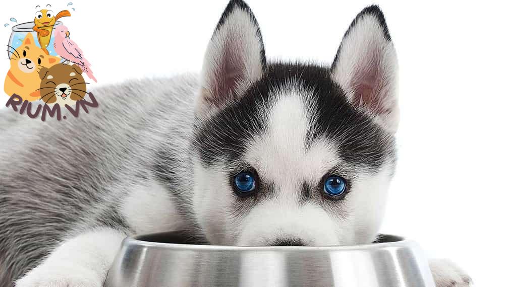 Top 5 loại thức ăn khô phổ biến cho chó