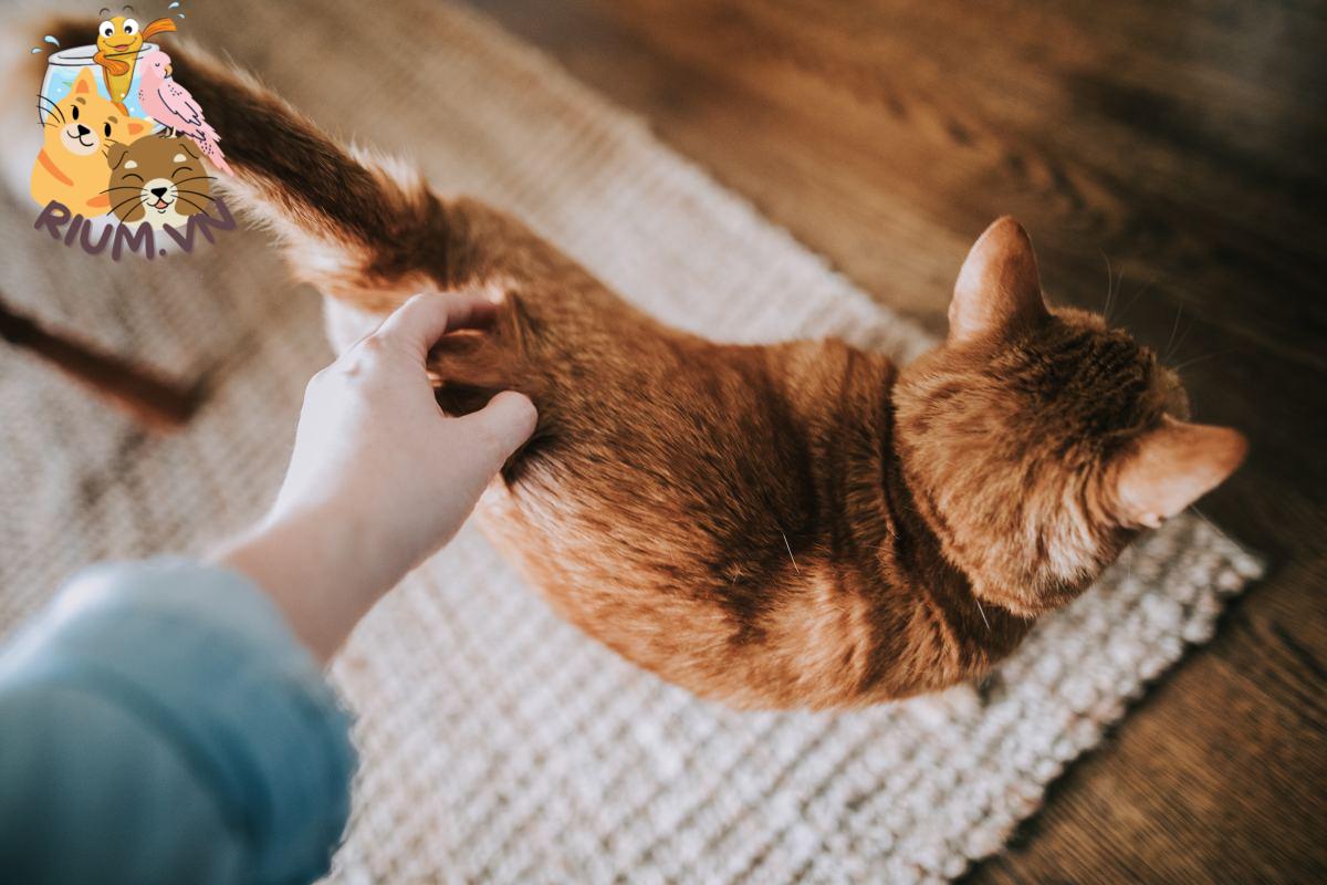 Mèo Bị Gãy Đuôi – Nguyên Nhân Và Cách Xử Lý