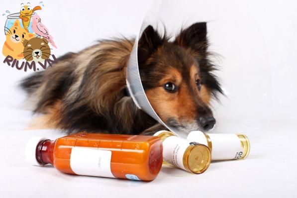 Thức ăn cho chó uống thuốc kháng sinh