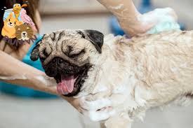 Xin đừng tắm cho chó bằng xà phòng rửa bát!